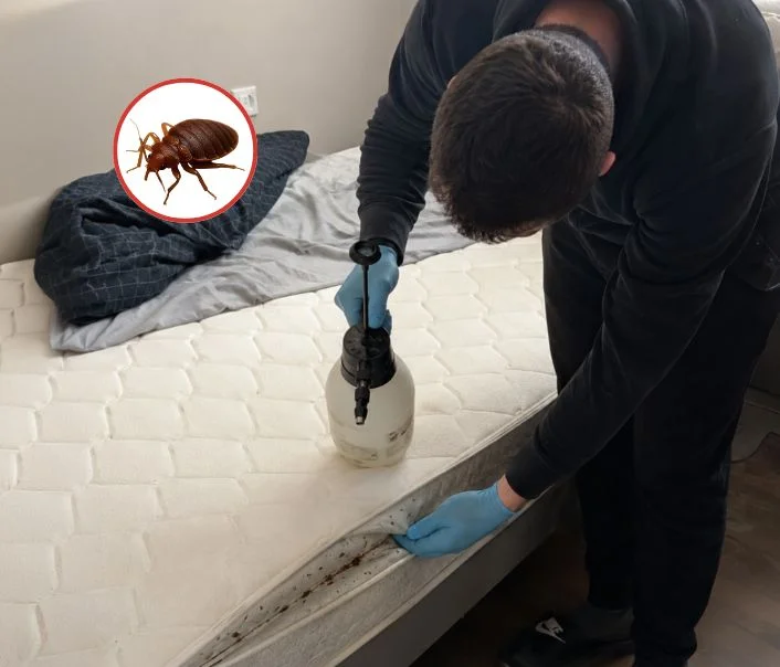 Technicien traitant un matelas contre les punaises de lit à Villeneuve-sur-Auvers